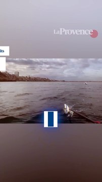 Des dauphins aperçus près de la plage des Catalans à Marseille