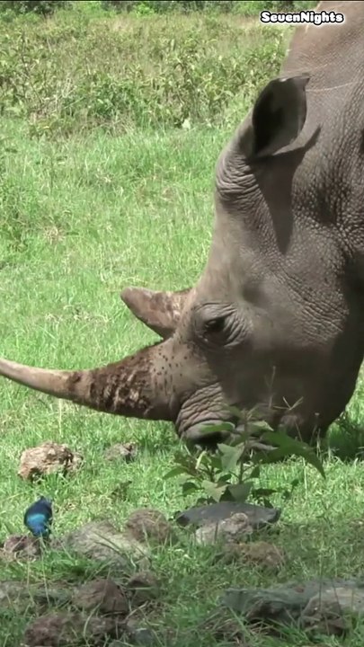Kruger National Park, South Africa- Short