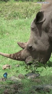Kruger National Park, South Africa- Short