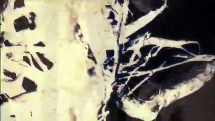 zendeka, kaygusuz abdal, beyit