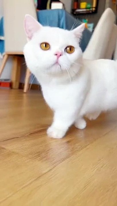 White cat beautiful