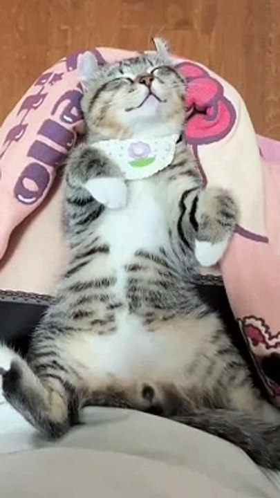 Cat Sleep Hmee