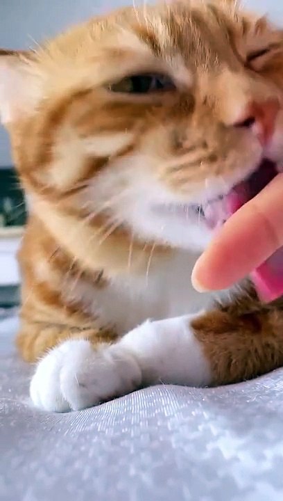 Cutiest Cat in the World