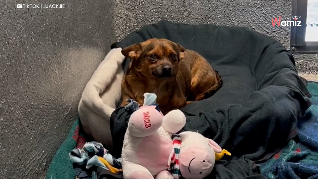 À 9 ans, ce chien a subi la pire trahison de la part de sa famille : son arrivée au refuge tire les larmes (vidéo)