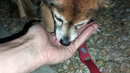 Ozzyta Villanova Paco; All ate, my hot dogs held little value; Villanova ~10% on right front leg VID_20240916_210618870