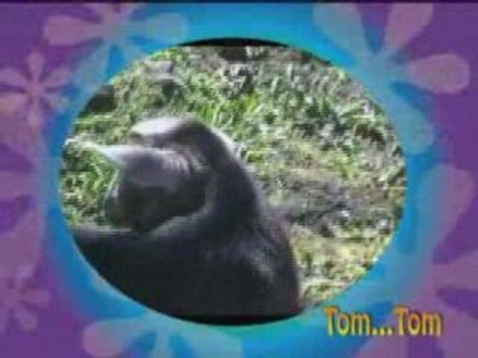 AU CHAT ET AU...CABRI