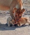 Mothers love with baby lions is unreal