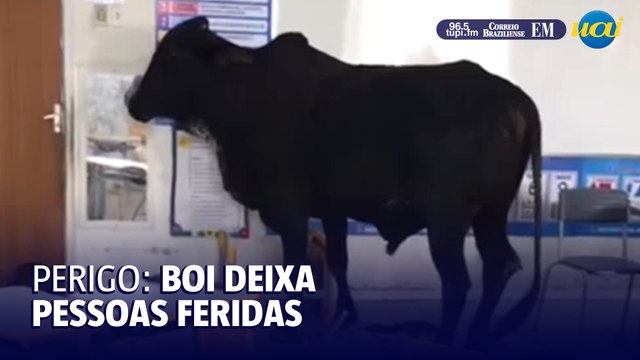 Boi invade sala de aula em escola municipal no interior de Minas
