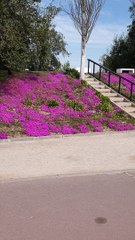 Parque de la Familia in Santiago, Chile 