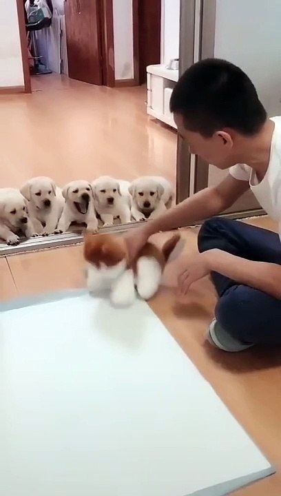 확실한 강아지 배변교육 #shorts