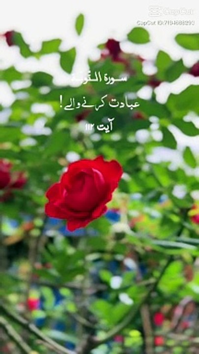 QURAN Tilawat