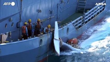 Giappone, uccisa una balenottera comune per scopi commerciali