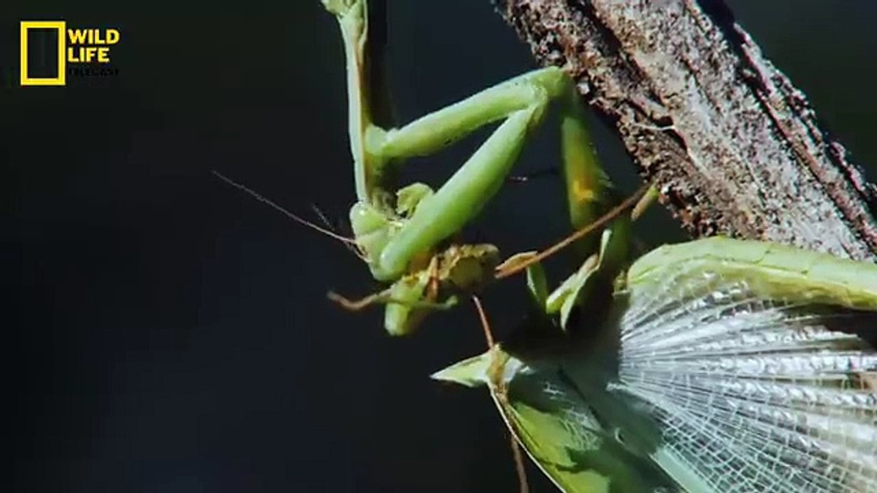 Predators Attack - Wildlife documentary