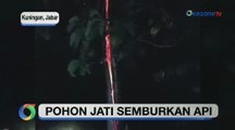 Fenomena Aneh di Kuningan, Pohon Jati di Terbakar