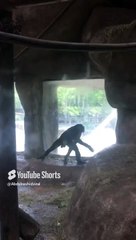 Monkey   Fort Worth Zoo USA #fortworthzoo #viralshort for kids