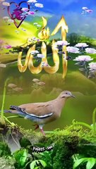 Most Beautiful And Peacefull Heart Touching Quran