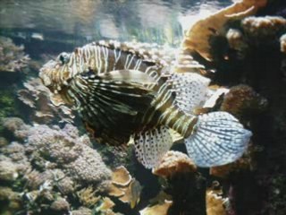 Océanopolis brest