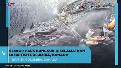 Paus Bungkuk Terjebak di British Columbia, Berhasil Diselamatkan Tim Penyelamat