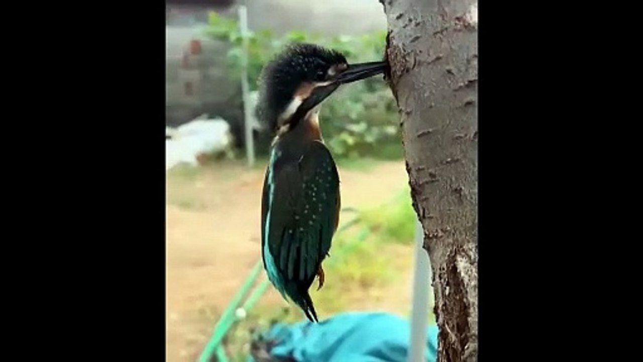 Brother Freed the Woodpacker Bird