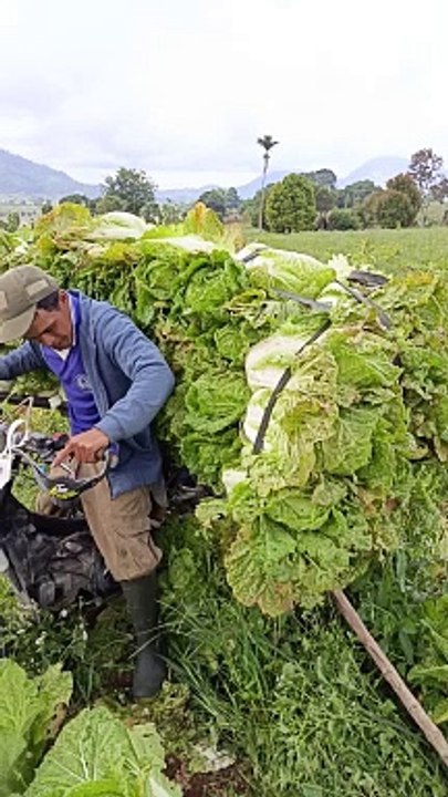 sayur