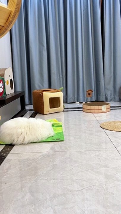 "Life is a game for these energetic felines!"