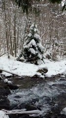 Silent Wood: The Most Mysterious Forest You'll Ever See