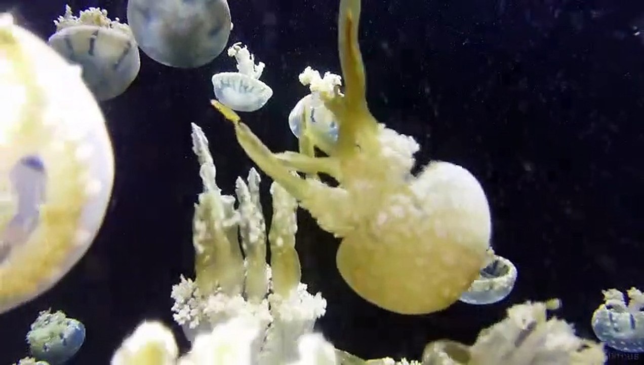 Sea Creatures #2