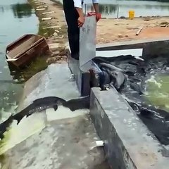 You haven't seen this many fish