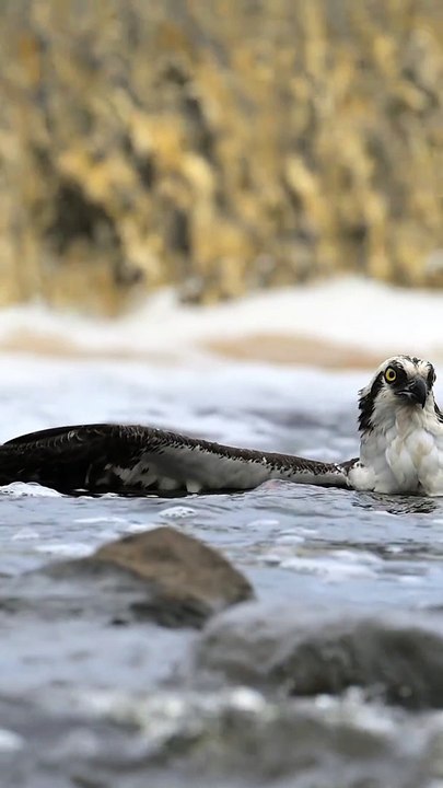 "Nature’s fisherman in action—one swift dive, one big catch! "