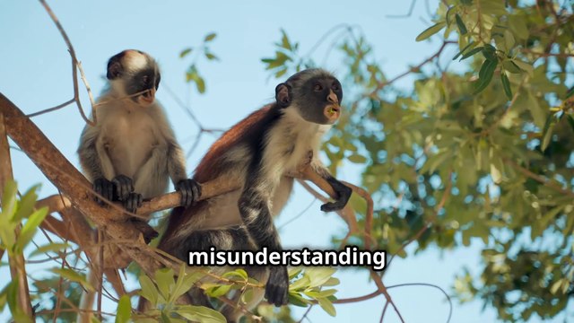 Why Do Monkeys Still Exist If Humans Evolved From Them ?