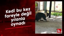 Elazığ'da kedi bu kez fareyle değil yılanla oynadı