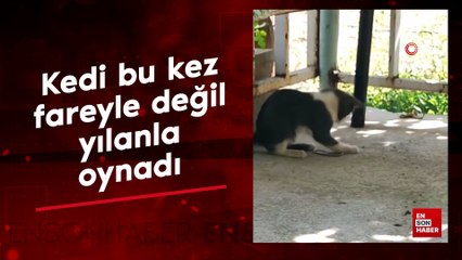 Elazığ'da kedi bu kez fareyle değil yılanla oynadı