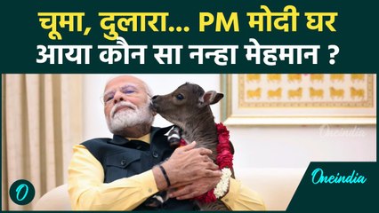 PM Modi Calf Video: PM मोदी के घर आया नया मेहमान, ये वीडियो खुश कर देगा | #Shorts | वनइंडिया हिंदी