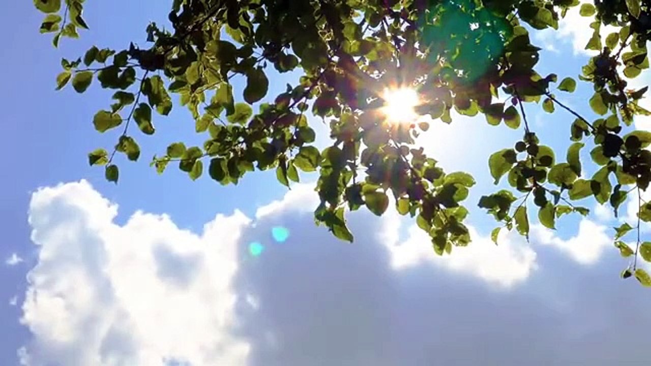 Suara alam hutan dengan musik yang menenangkan Rekaman alam yang menenangkan Keindahan alam