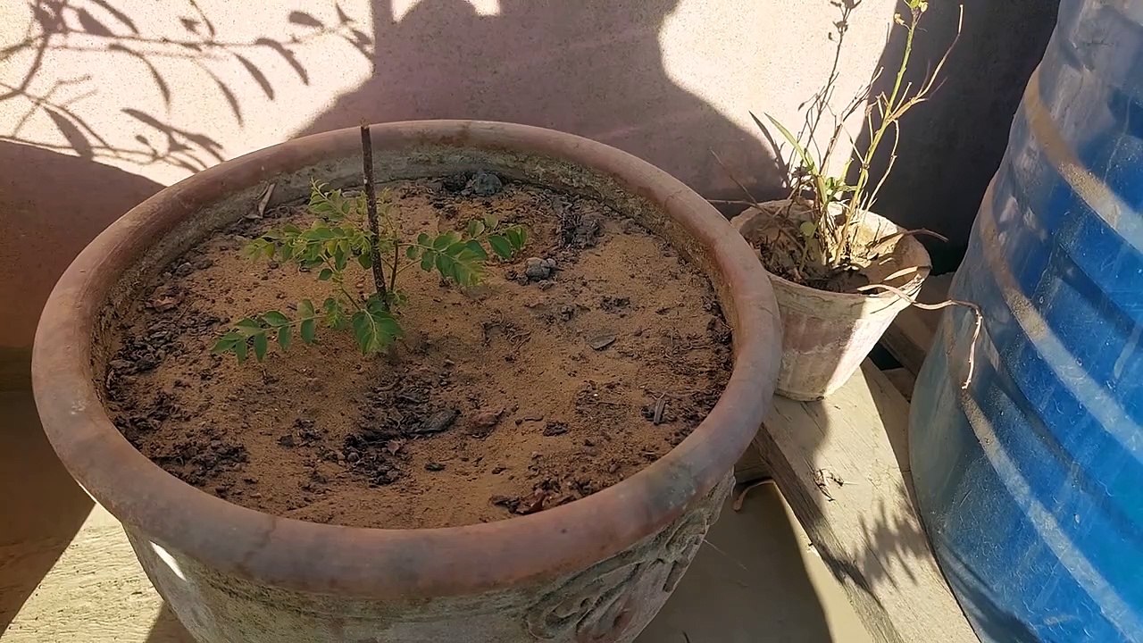 Survival of my Kadipatta plant l Curry Leaf l करी पत्ता l Karee Patta