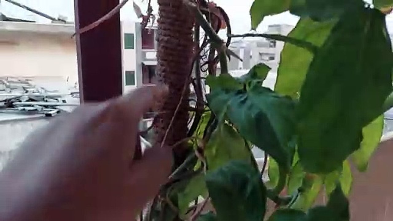 syngonium k pattay kese baday kren سنگونیم پتیوں کا سائز۔ सिंगोनियम के पत्तय केसे बदाय क्रें
