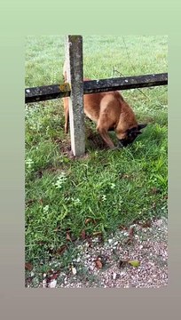 Anthony Delon avec Loubo, le chien de son père Alain Delon, à Douchy, le 14 septembre 2024.