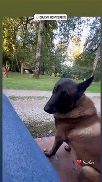 Anthony Delon avec Loubo, le chien de son père Alain Delon, à Douchy, le 13 septembre 2024.