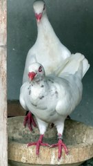 #trending #usa #viral #shortvideo #baby #pet #animals #birds #pigeon #pigeonlove #danish #magpies