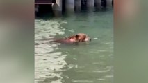 Un oso irrumpe en una playa de California ante la sorpresa de los bañistas