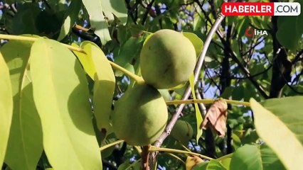 Kırşehir'de Kuraklığa Rağmen Ceviz Hasadı Başladı