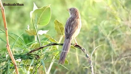 Common Babbler Song | Relaxing Bird Music: Common Babbler Song for Meditation