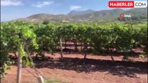 Hırsızlar Üzüm Bağından 100 Bin Liralık Ürün Çaldı