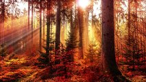 Soothing relaxing music for stress relief, meditation, sleeping