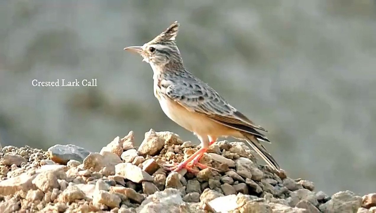 Crested Lark Call Experience the Wild Beauty! video Dailymotion