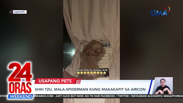 Usapang Pets - Labrador tumatakbo pag nakakarinig ng hello po | Shih tzu mala-spiderman kung makakapit sa aircon | Golden retriever mahilig tangayin ang pantali sa buhok ng amo | 24 Oras Weekend