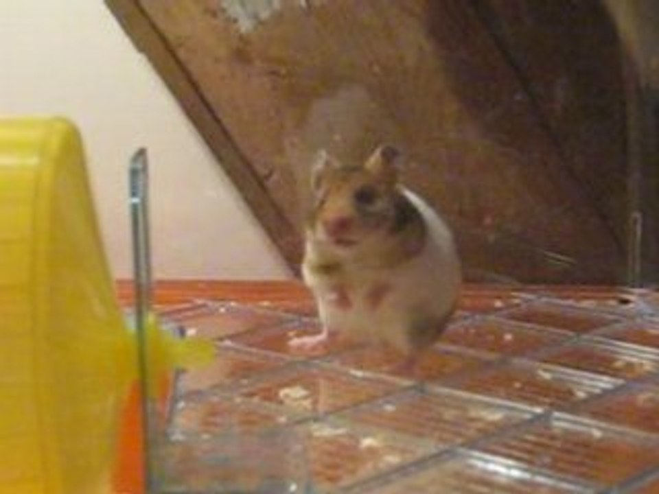 Mister Jingle s'amuse