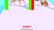 DOGGY RUN GAMEPLAY WALKTHROUGH  _ DOG SWEET  _ ANDROID, iOS MOBILE #SHORTS GAMES