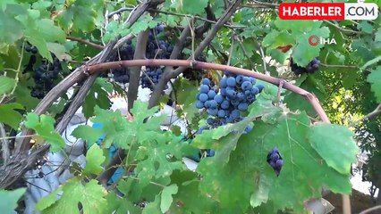 Batman'da Üzüm Hasadı ve Pekmez Yapımı Başladı