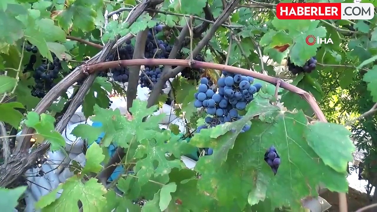 Batman'da Üzüm Hasadı ve Pekmez Yapımı Başladı